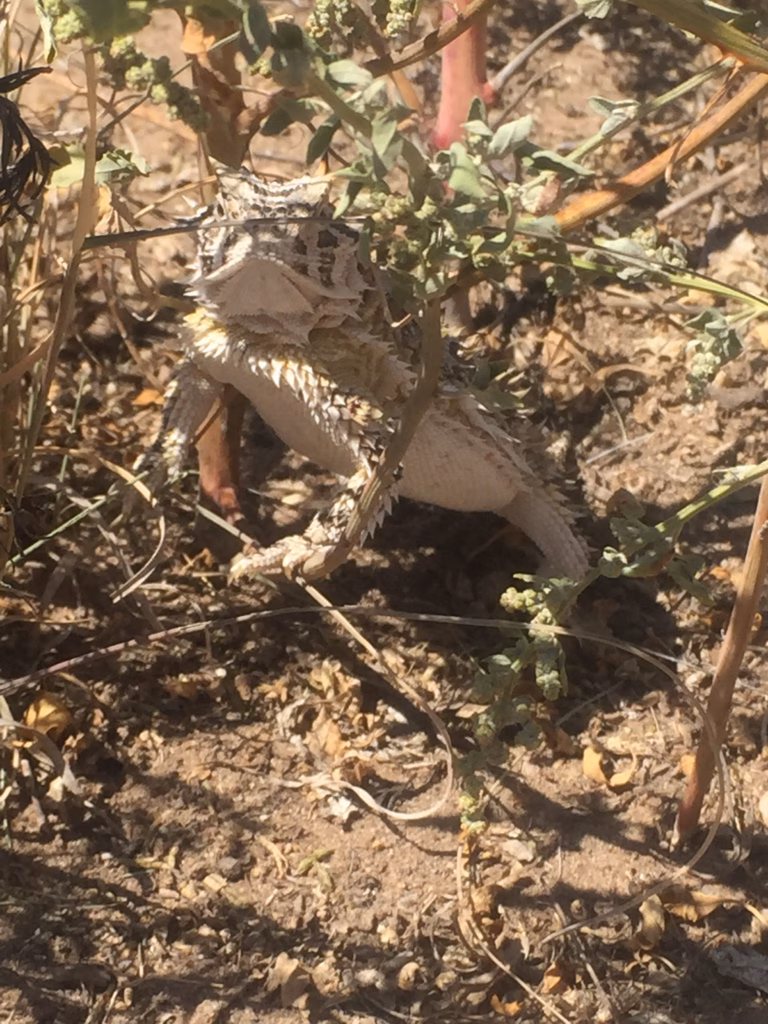 Horny Toad Lizard
